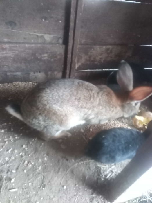 Iepuri belgieni de vanzre