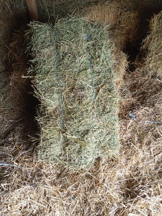 Vând baloți de lucernă