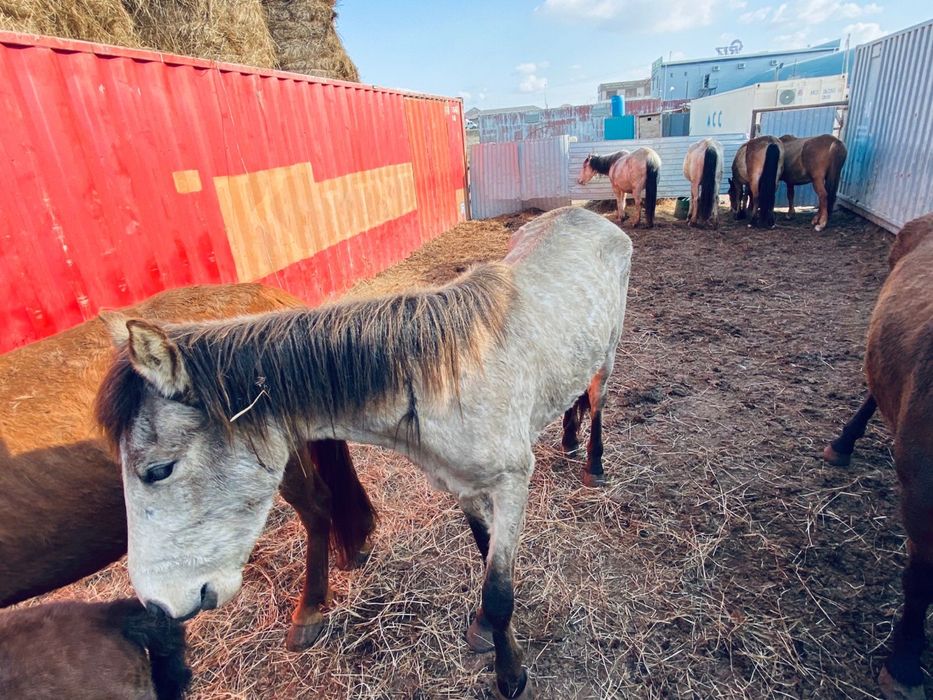 Бие сатылады хабарласамыз