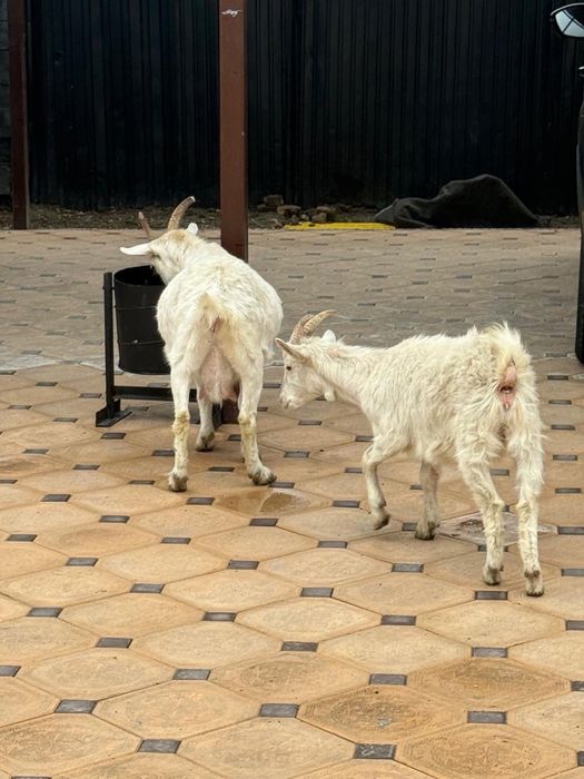 Продам козу с ягненком