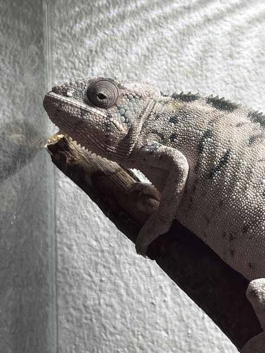 Chamaeleo calyptratus