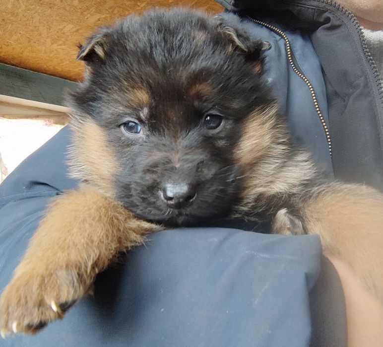 Продам щенков немецкой овчарки