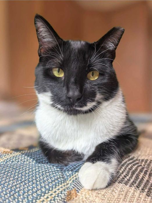 Коте Мърр търси дом