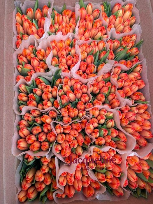 Тюльпаны оптом .Премиальные тюльпаны  оптом