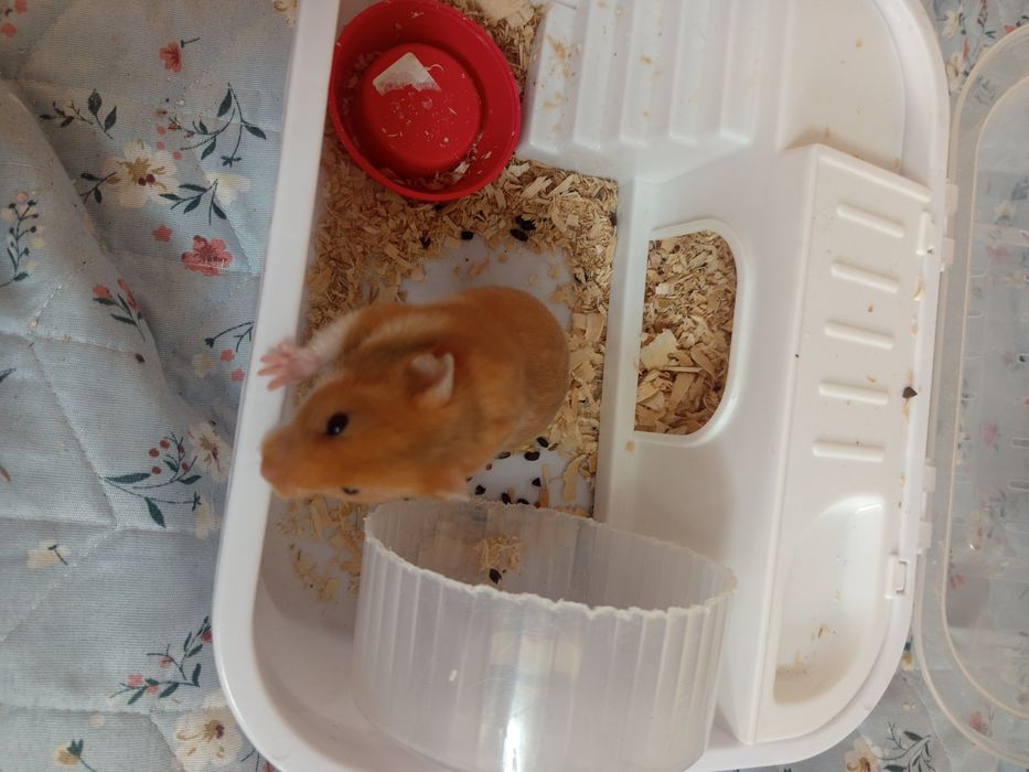 Серийский хомяк девочка, с клеткой. Ищет дом