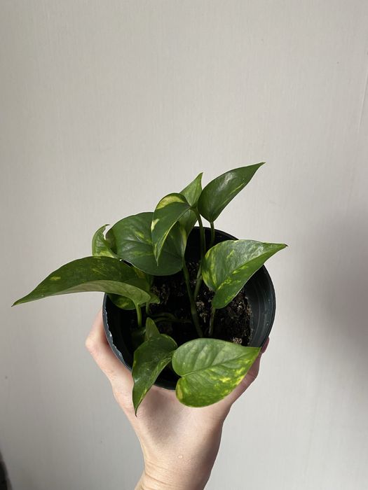 Голдфингер лиана