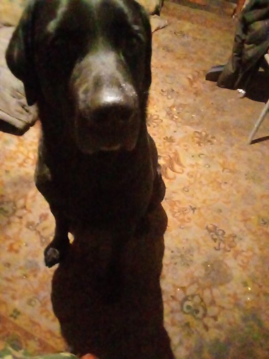 Лабрадор ретривер