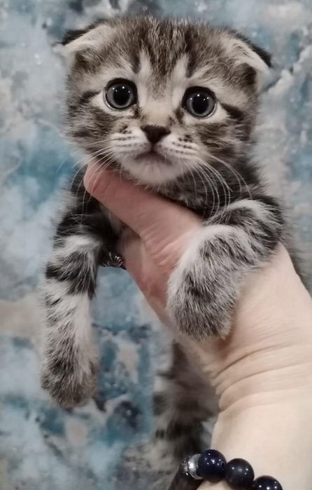 Продам шотладских котят