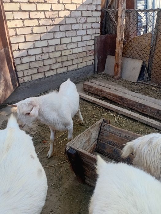 Теке сатылады занен