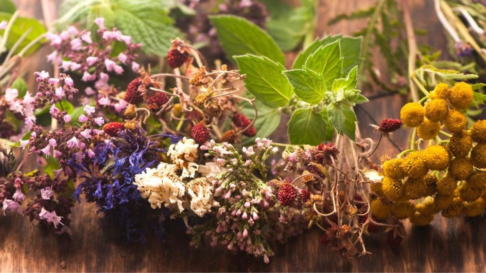 Plante medicinale uscate pelin cimbrișor busuioc mentă  salvie oregano galbenele Vetrice sunătoare