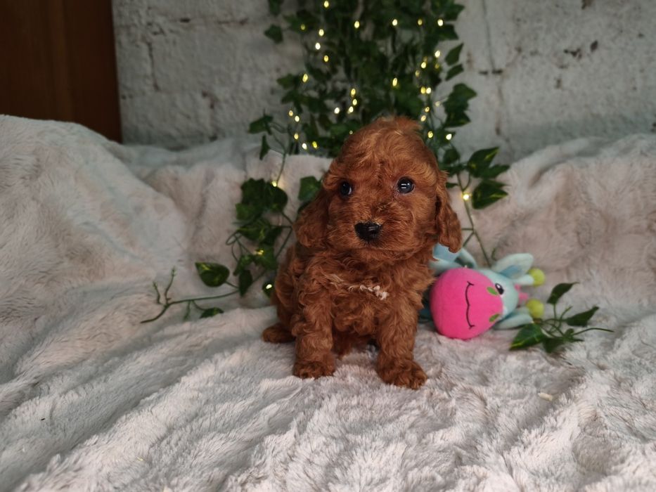 Vand baietel Cavapoo F1b red