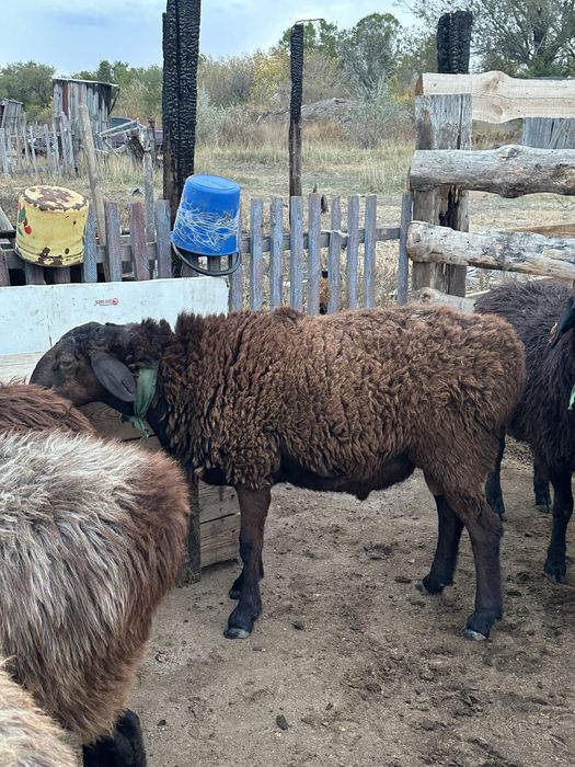 Продам кошкар производитель