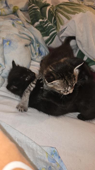 Марғаулар сатылады