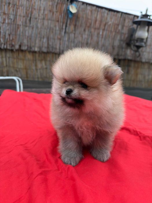 Băiețel pomeranian