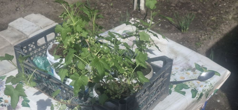 Продам чёрную смородину(Чёрный жемчуг крупная)