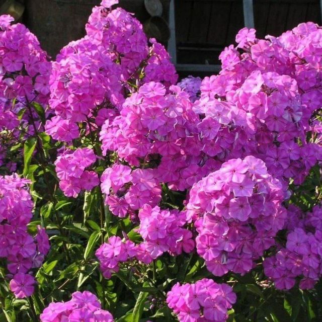 Флокса кўп йиллик гул