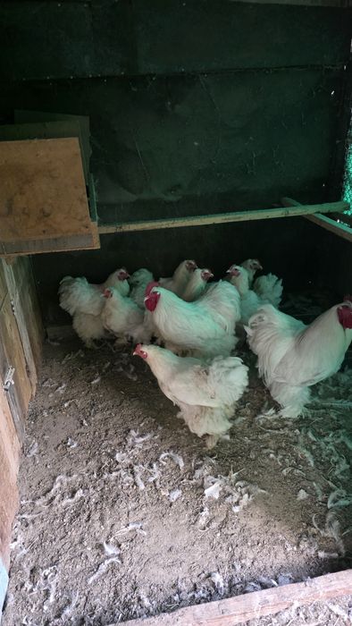 Продам курей семейку