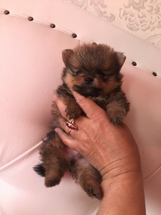 померанский шпиц