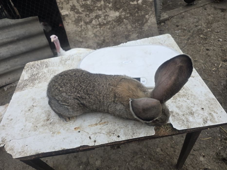 Iepuri Uriaș german