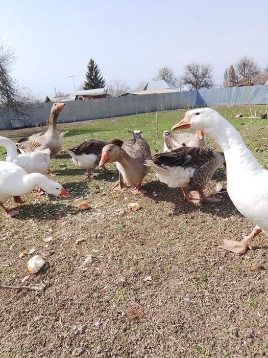 Продам гусей