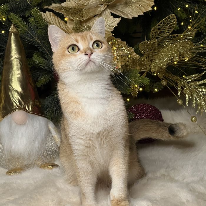 Продается девочка NY12