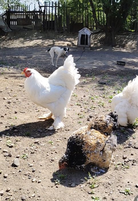 Продам Брамы Чисто Белых.
