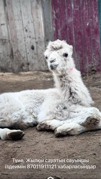 Мал бағатын жанұялы малшы іздеимін