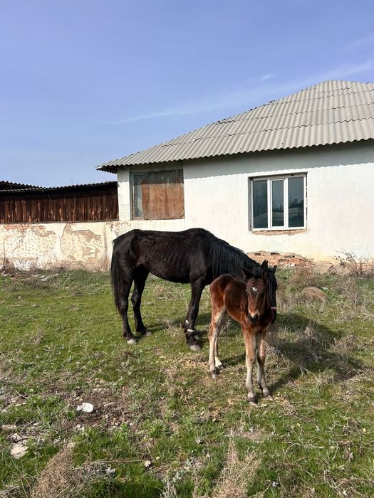 құлынды бие сатылады