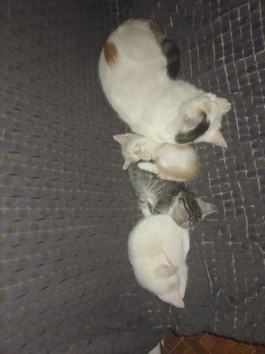 Отдам  котят  в добрые руки