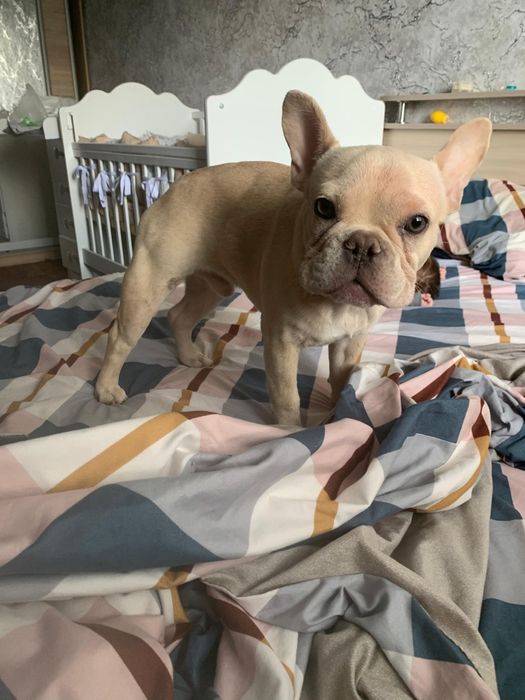 Продаётся французский бульдог