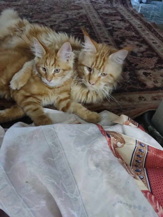 Продам котят породы Мейн -кун