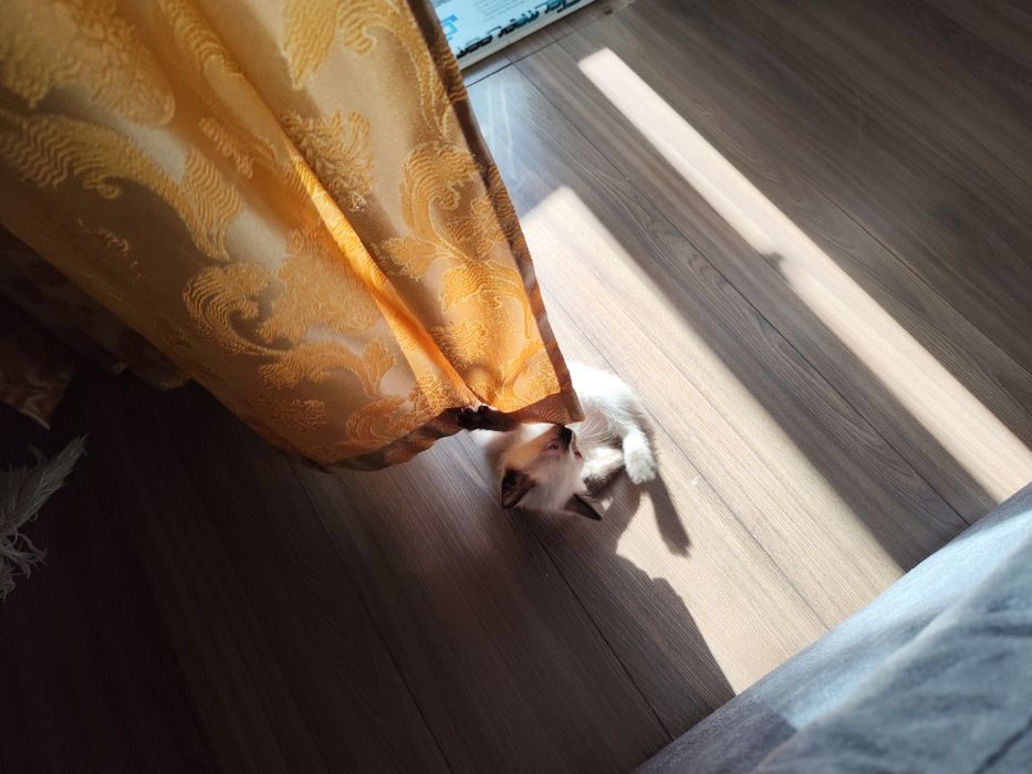 Котята от мышеловки