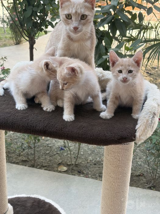 Котёнок.
