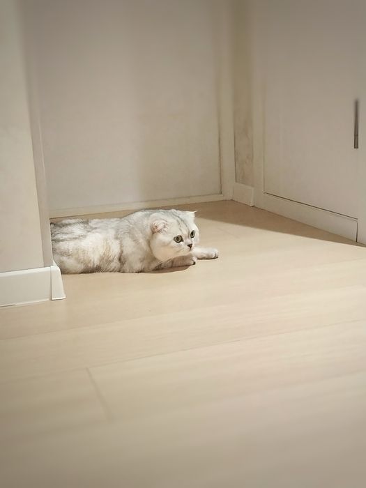 (Вязка) Vyazka xizmati arzon narxda zotdor, toza (Чистокровные коты)