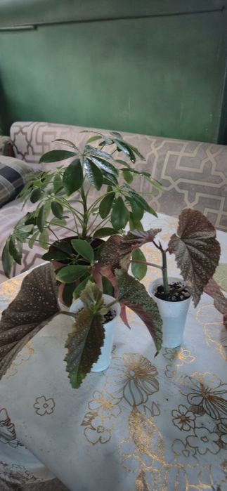 Продам комнатные цветы