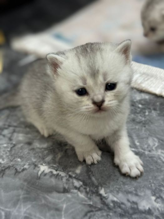 Шиншила самец опытный, вязка!