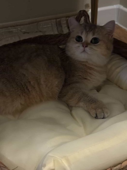 Кошка золотая шиншилла