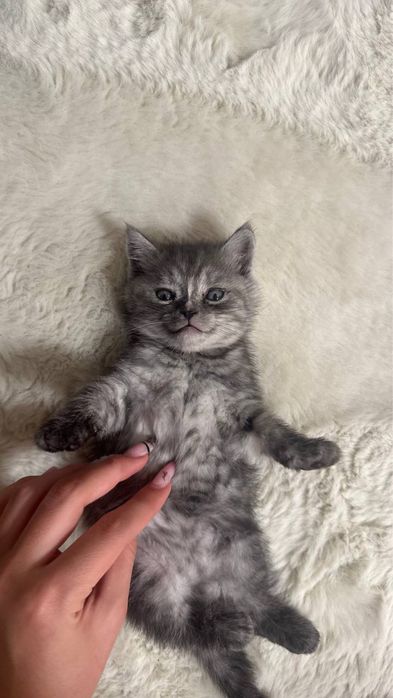 Продаю породистых котят скотиш страйт. Котята родились 27 марта. .