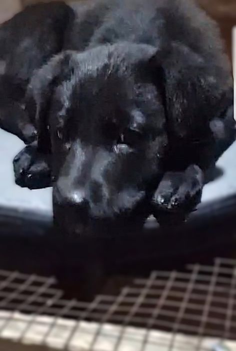 Щенок ласковая, умная, девочка 3 мес