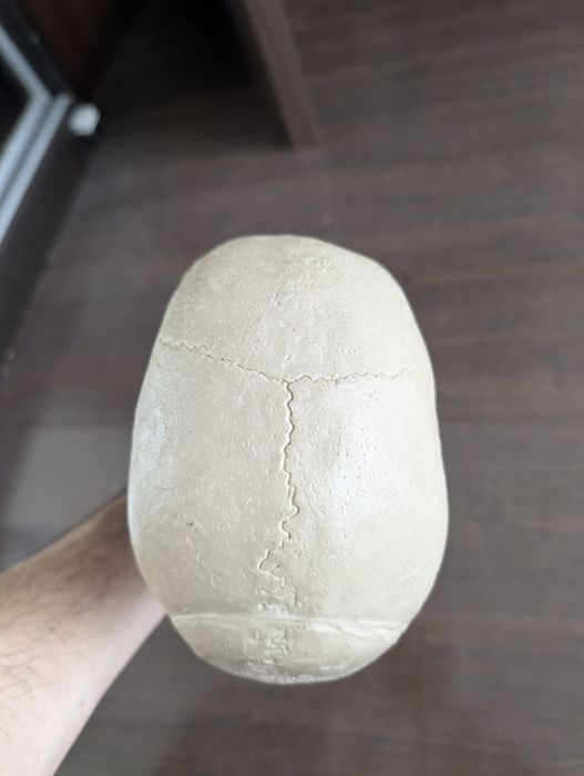 Craniu uman, replica din cauciuc, model de studiu