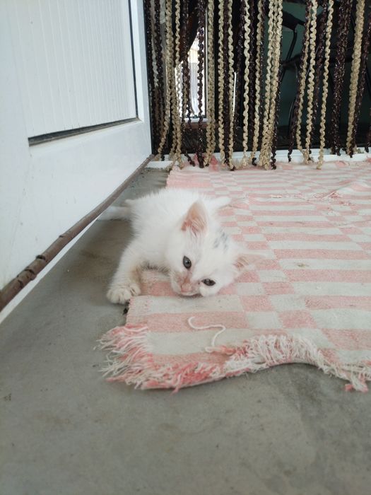 Одам котёнка бесплатно
