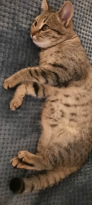 Кошка потерялась