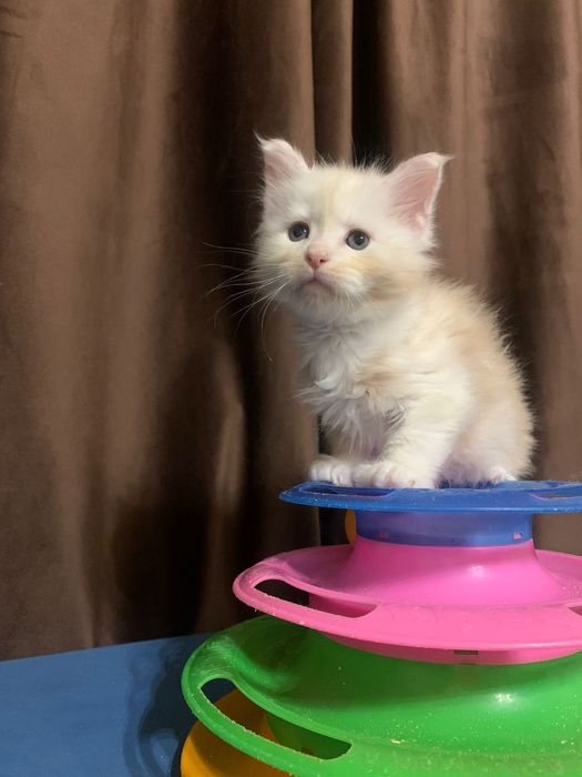 Кремовый мальчик мейнкун (с родословной)