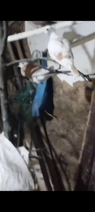 Turturele răzătoare