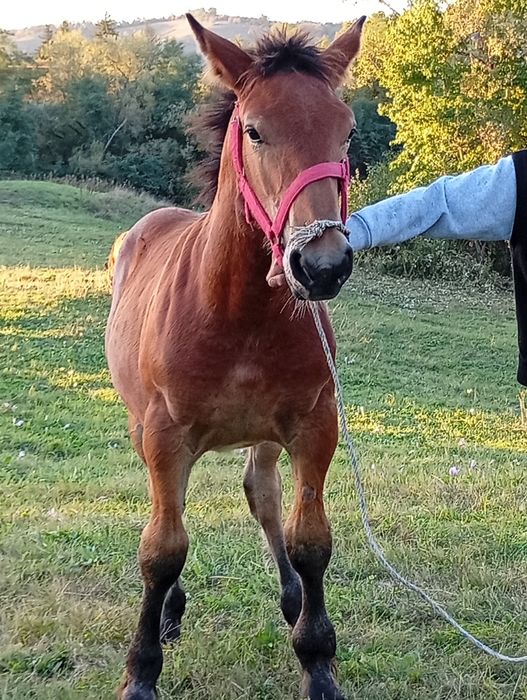 Vând mânji de cate 6luni