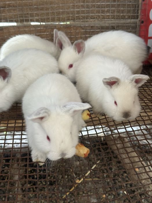 Продаются кролики Калифорния!