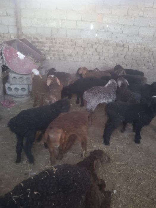 Козы сатылады козылар