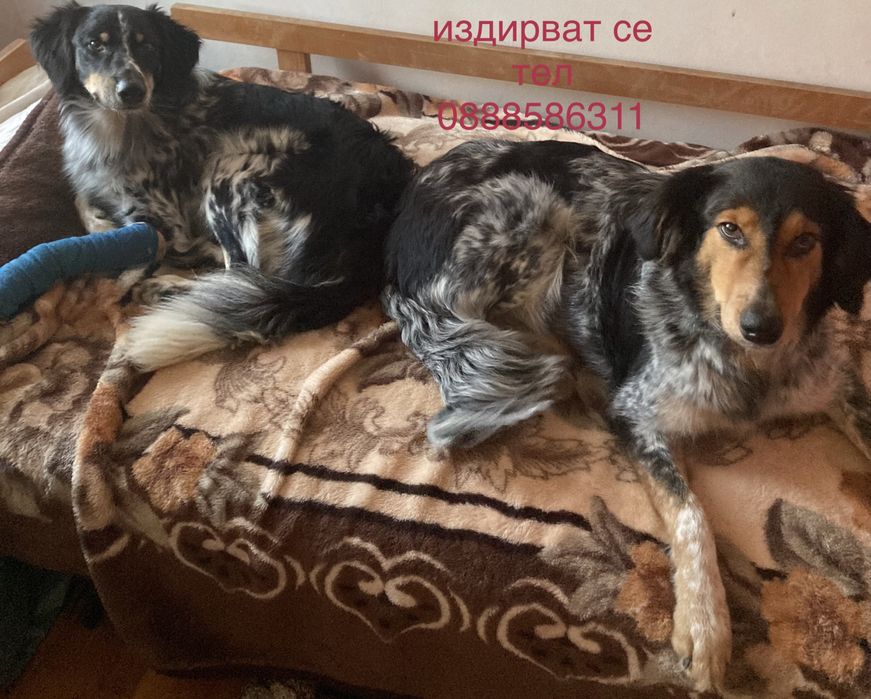 Кучета ловни откраднати /сетери