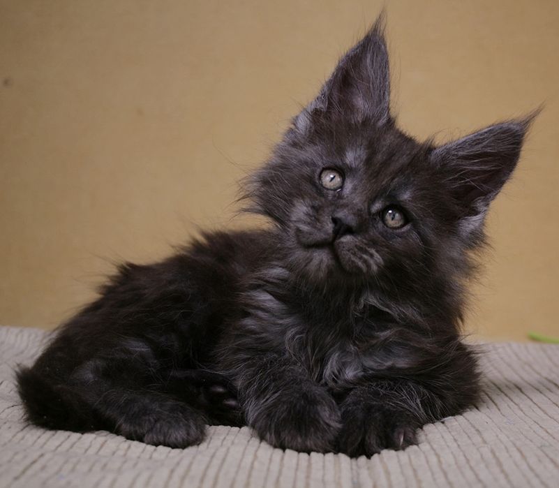 Мейнкуны котята! Продажа!