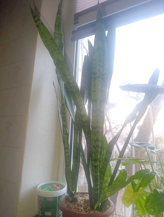 Сансиверия Sansiveriya